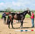Horse ad