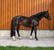 Horse ad