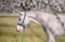 Horse ad