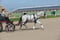 Annuncio cavallo