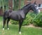 Annuncio cavallo