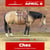 Horse ad