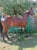 Annuncio cavallo