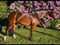 Horse ad