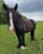 Horse ad