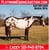 Horse ad