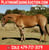 Horse ad