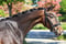 Annuncio cavallo