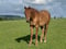 Annuncio cavallo