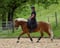 Horse ad