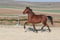 Annonce cheval