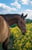 Horse ad