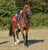 Annonce cheval