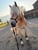Annuncio cavallo