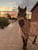 Horse ad