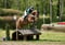 Annuncio cavallo
