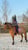 Annuncio cavallo