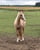 Annuncio cavallo