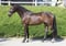 Annuncio cavallo