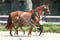 Annuncio cavallo