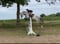 Horse ad