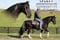 Horse ad