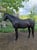 Annonce cheval