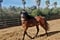 Horse ad