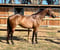Annuncio cavallo