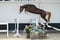 Annuncio cavallo