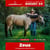 Paardadvertentie