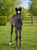 Paardadvertentie