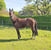 Horse ad