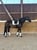 Horse ad