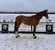 Horse ad