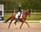 Horse ad
