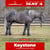 Horse ad