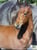 Horse ad