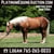Horse ad