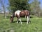Horse ad