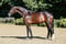 Annonce cheval