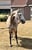 Horse ad