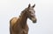 Annuncio cavallo
