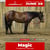 Annuncio cavallo