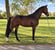 Horse ad