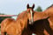 Horse ad