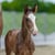 Horse ad