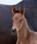 Horse ad
