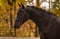 Annonce cheval