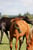 Horse ad